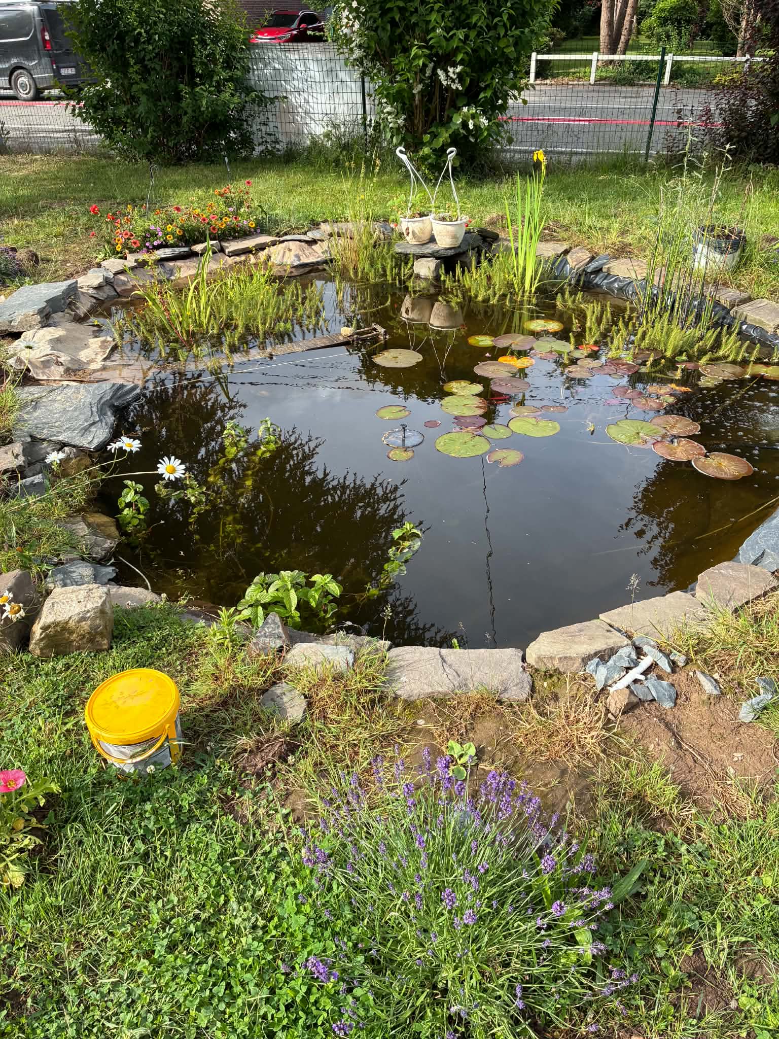 Étang paysager terminé avec plantes et décoration