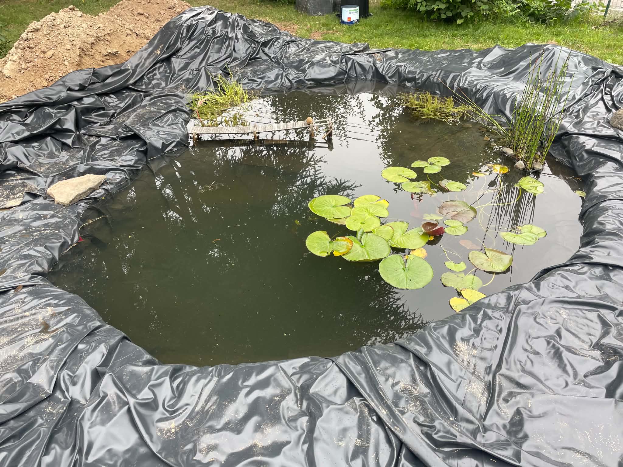 Installation des premières plantes aquatiques